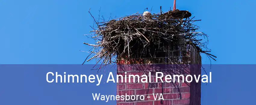  Chimney Animal Removal Waynesboro - VA