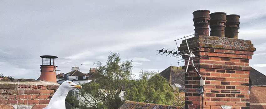 Chimney Cleaning And Restoration in Waynesboro, Virginia